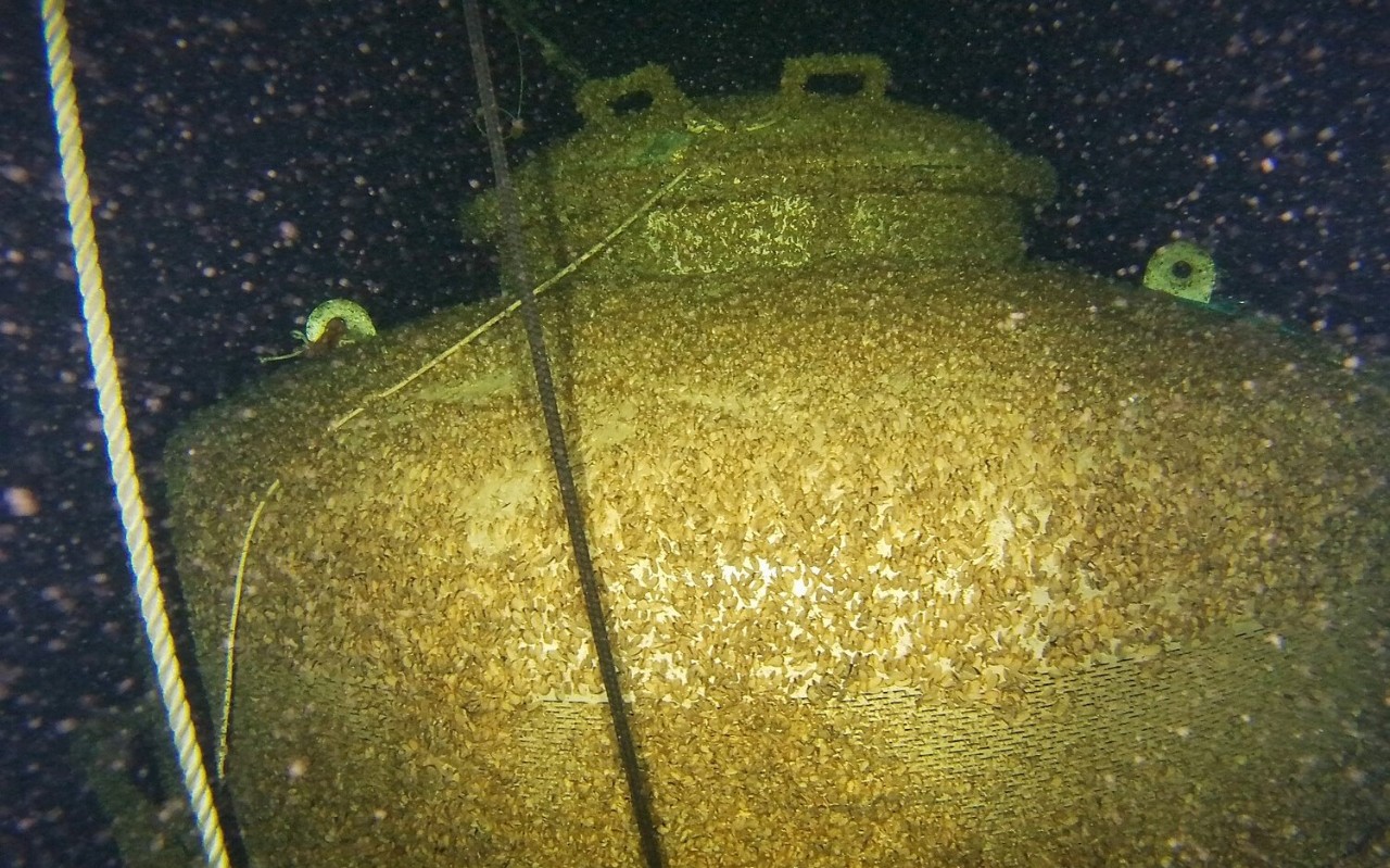 Quagga-Muscheln besiedeln den alten Fassungskorb.  